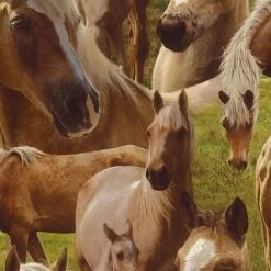 Brown Horse Horses Pony Wallpaper Kids Teens Children's Bedroom Feature Rasch